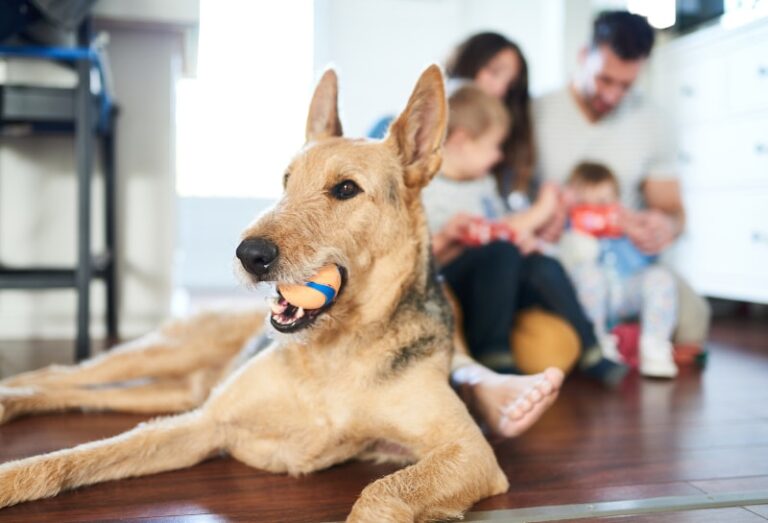 Indoor Air Quality in Waynesboro, VA